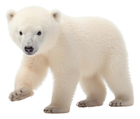 PNG Baby polar bear wildlife animal mammal.