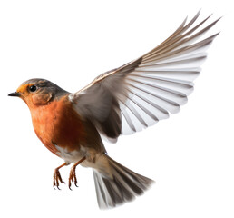 PNG Animal flying robin
