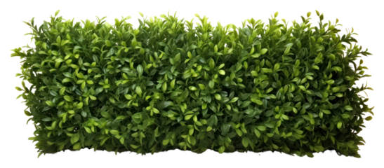 Green hedge Shrub wall border plant shrub white background