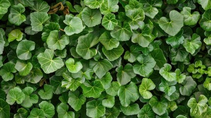 Green Foliage of Groundcover Creeping Charlie as a Backdrop - obrazy, fototapety, plakaty