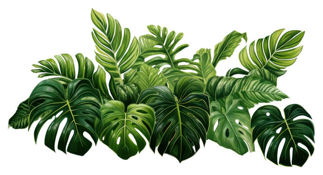 PNG Jungle Plant Clipart Nature Green Leaf