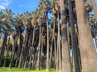 trees in the forest