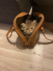 Kitten in a bag