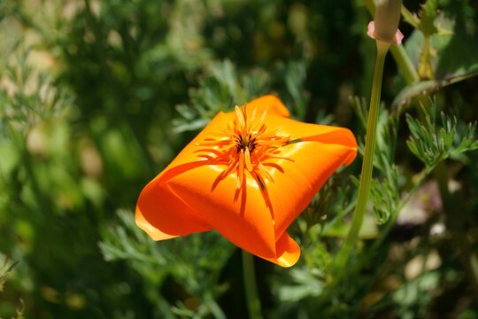 Unfolding Poppy flower