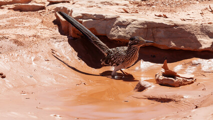 A roadrunner walks through a muddy pool as it dries up in the summer heat. The mud on the edges of...