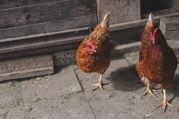 Domestic chicken with brown and white feathers running around the yard in the free range. Organic chickens. Homegrown eggs. Funny expression