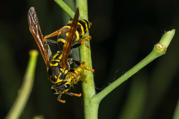 grasshopper on a leaf
