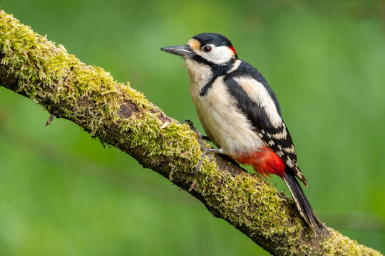 Buntspecht sitzt auf einem alten Ast	 im Fr&uuml;hling