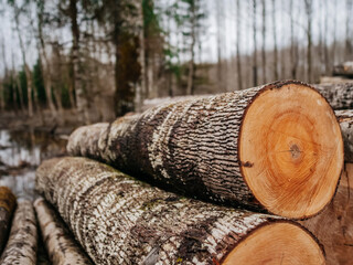 Thin and thick size logs in focus, forest out of focus in the background. Winter season with snow...