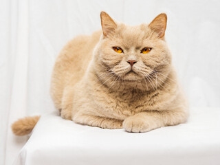 Tough looking British short hair cat on light background. Studio shot. Selective focus. Hard look in animal eyes.