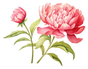 PNG Flower vintage Peony drawing
