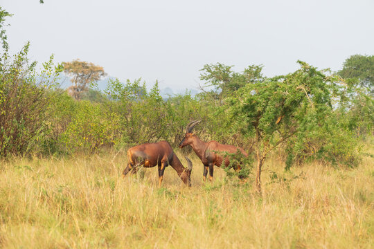 Topi (Damaliscus lunatus)
