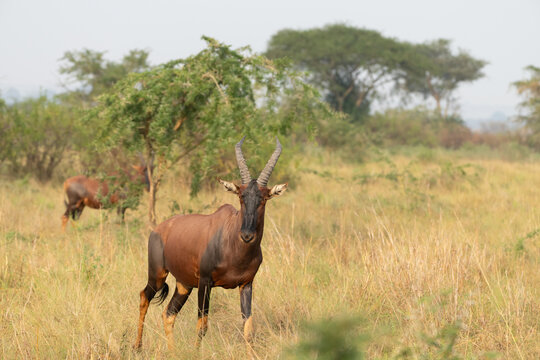 Topi (Damaliscus lunatus)