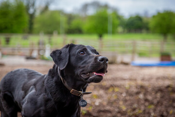 Close up of a black Labrador retriever, Image shows a beautiful close up of a black Labrador waiting for his favourite toy to be thrown on a small farm in Surrey