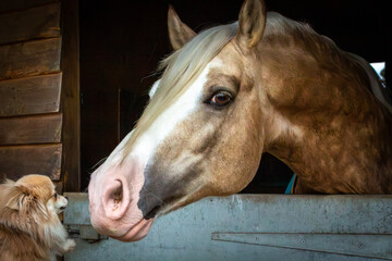 Section D Welsh cob palomino pony in the stable playing with a small dog, Image shows a stallion...