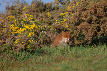 Red Fox or Vulpes vulpes close-up, Image shows the lone fox on the edge of a park on the outskirts of London