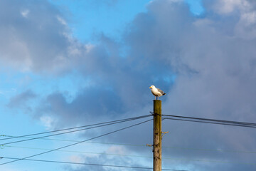 Seagull on a telegraph pole along the East Sussex coast on a blue sky day with mild clouds at sunset