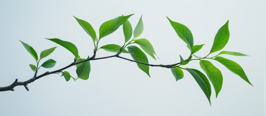 Green leaves on a tree branch, standing alone against a white backdrop.