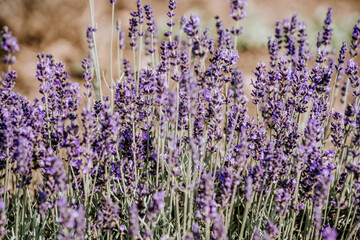 A close-up shot of a dense cluster of lavender flowers with rich purple hues, showcasing the...