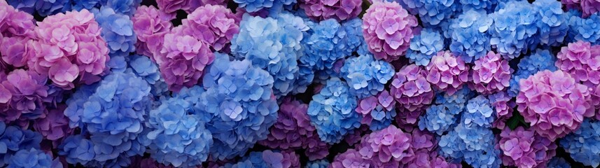 Obraz premium Selective focus on beautiful bush of blooming blue, purple Hydrangea or Hortensia flowers (Hydrangea macrophylla) and green leaves under the sunlight in summer. Natural background.