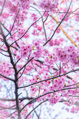 東京　新宿御苑の春の風景