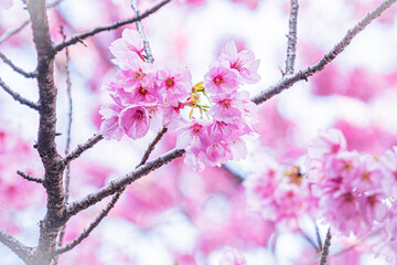 東京　新宿御苑の春の風景