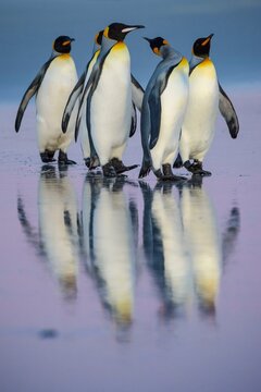 King penguins (Aptenodytes patagonicus), Group at the beach, Volunteer Point, Falkland Islands, United Kingdom, South America