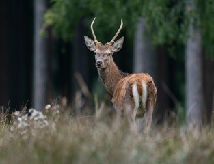 Red deer (Cervus elaphus), young stag, spit stands on a forest meadow, captive, Germany, Europe