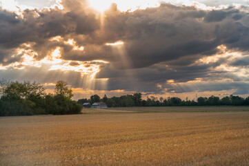 Sunset over the wheat fields in Munich, Germany
