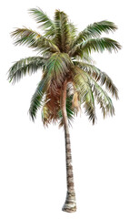 PNG Coconut palm tree coconut plant coconut palm tree.