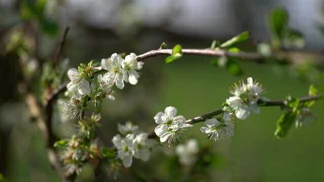 Video of plum blooming spring