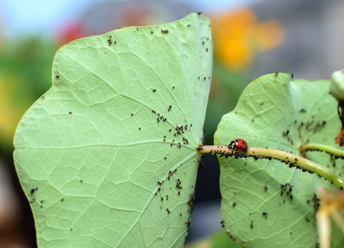 Red ladybug sitting on a green plant leaf infested with black aphids