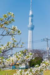 東京スカイツリーの春の風景
