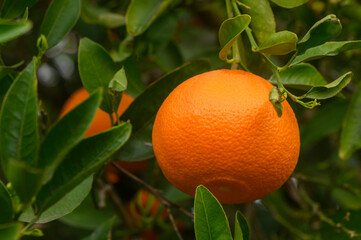 Ripe oranges, tangerines growing on a citrus branch with green leaves in an orchard. Sunny day. 1