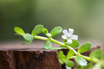 Brahmi or bacopa monnieri branch green leaves and flowers on natural background. - obrazy, fototapety, plakaty