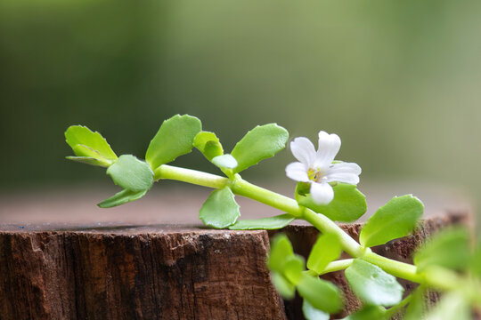 Brahmi or bacopa monnieri branch green leaves and flowers on natural background.
