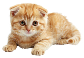 PNG Happy baby scottish fold cat animal mammal kitten