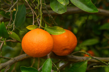 tangerines growing on branches with green leaves in sunny fruiting garden.