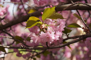 Close-up of sakura branch