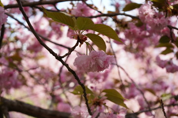 pink cherry tree