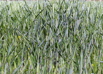 green wheat background