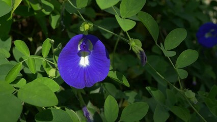 The close up view of asian pigeonwings or butterfly pea flower