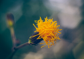 close up of a yellow flower