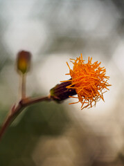 flower in the sun