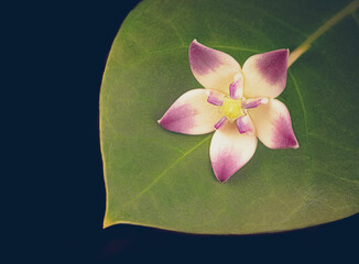 lotus flower on green leaf