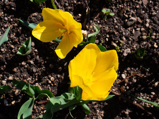 Yellow Tulip Flowers