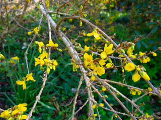 Forsythia Flowers