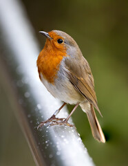 Close up of a robin sitting on a pole. Large scale image.