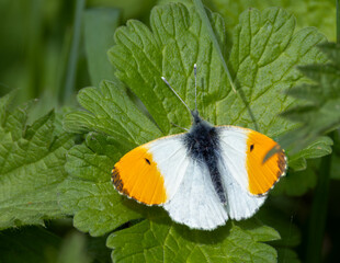 Freshly emerged orange tip butterfly on a leaf.