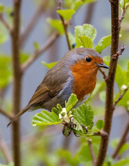 robin on a branch. fresh spring image.